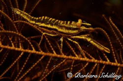 Balancing act on a crinoid. 
Taken with a Canon EOS and ... by Barbara Schilling 